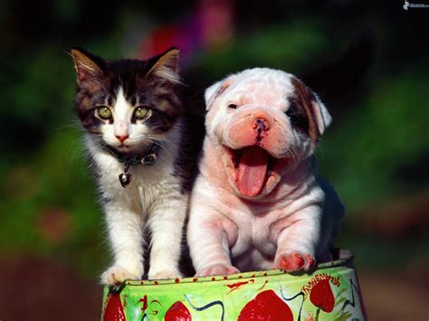 cute cat dog pics|dog and cat wallpaper desktop.